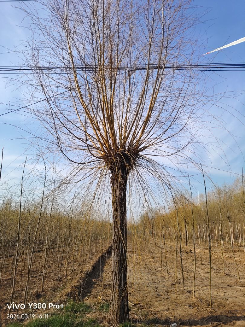 ��˿����