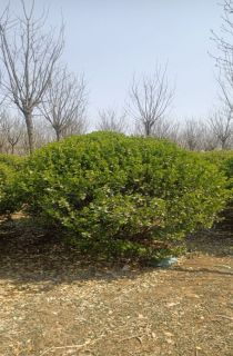 ���ӻ�����