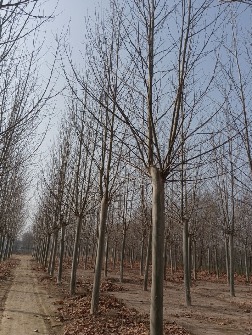 ������ͩ