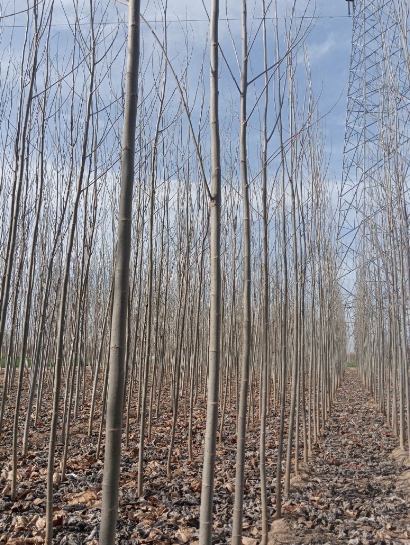 խ��ë����