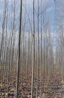 խ��ë����