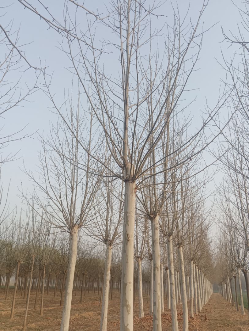 ������ͩ