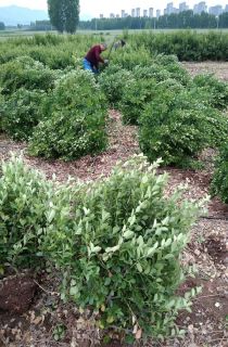 ������ì