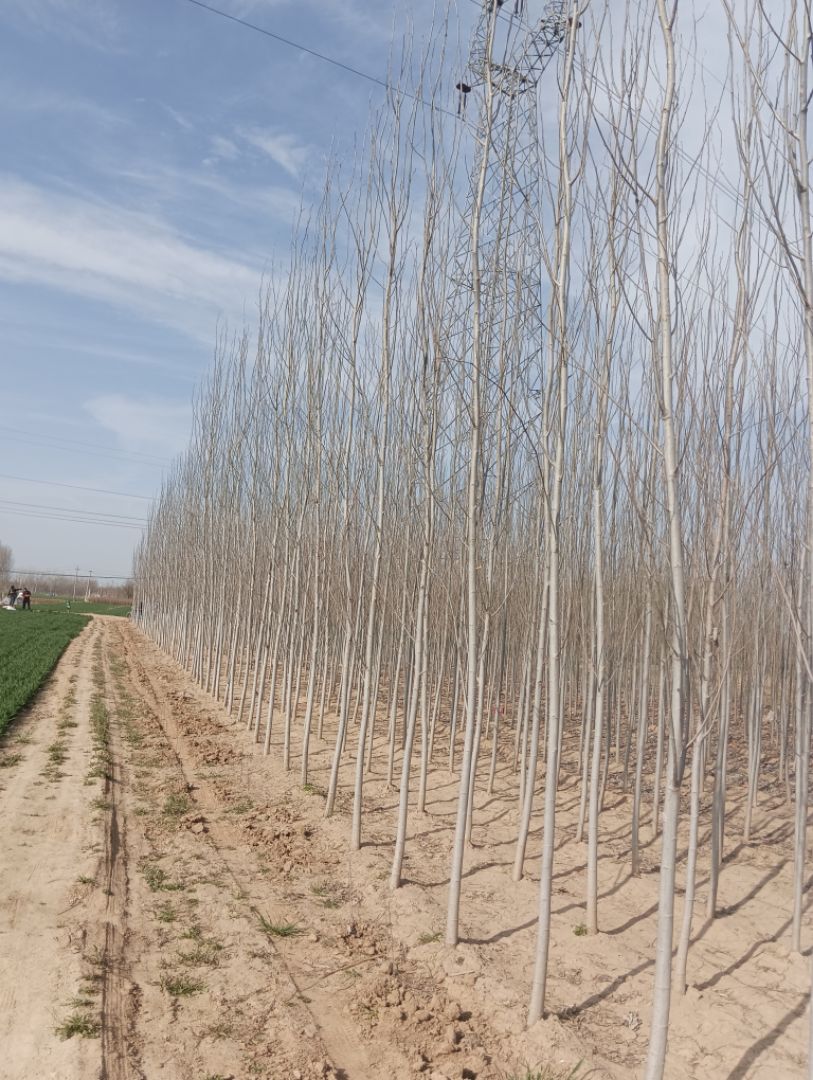 խ��ë����