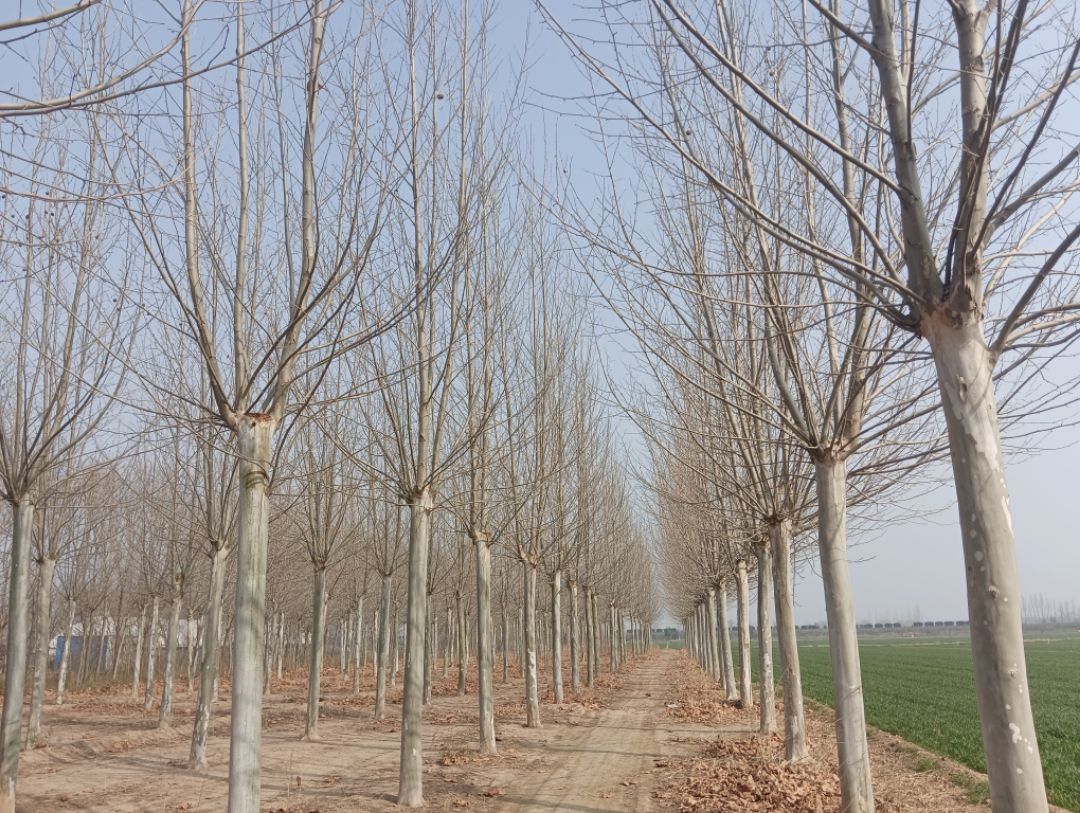 ������ͩ