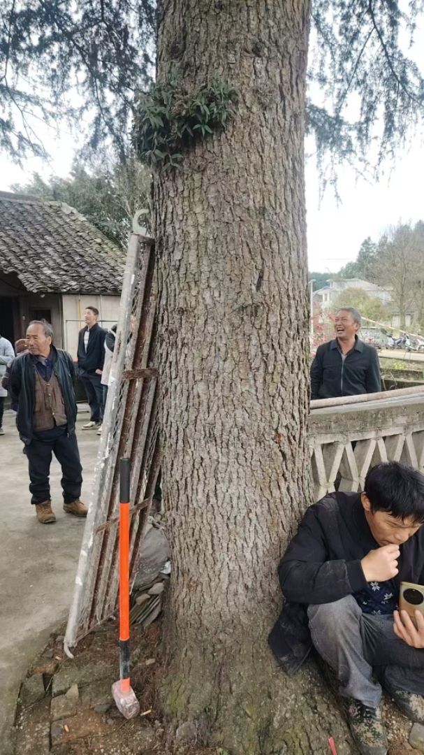 ����ѩ��