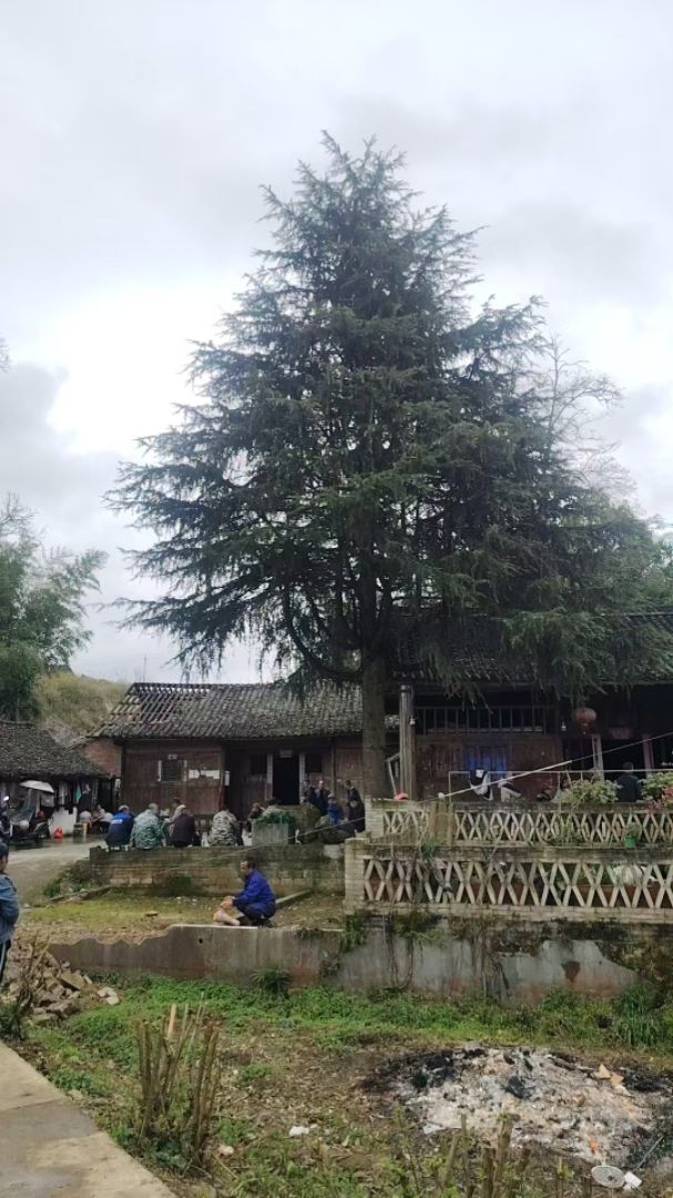 ����ѩ��