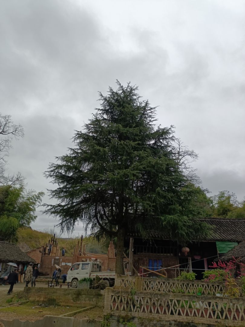 ����ѩ��