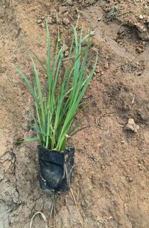 ����̦��