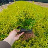 ����Ů��