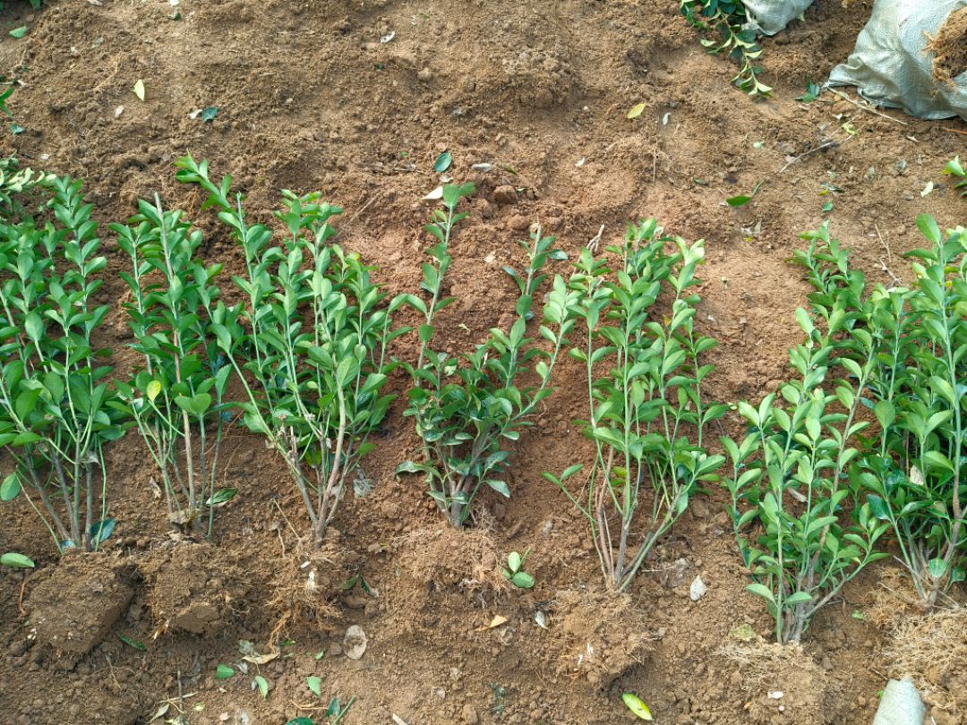 ��Ҷ����