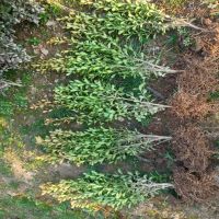 ���ӻ���