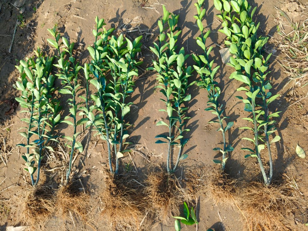 ��Ҷ����