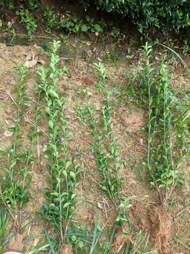 ��Ҷ����