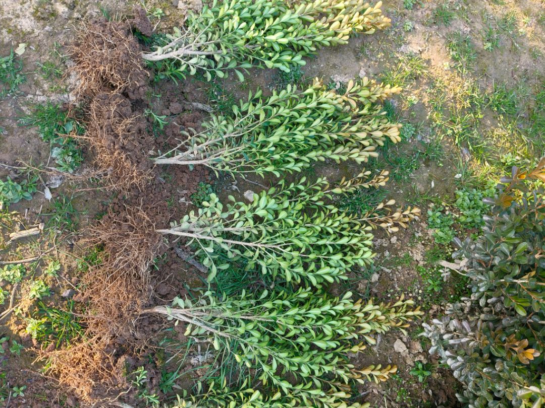 ���ӻ���