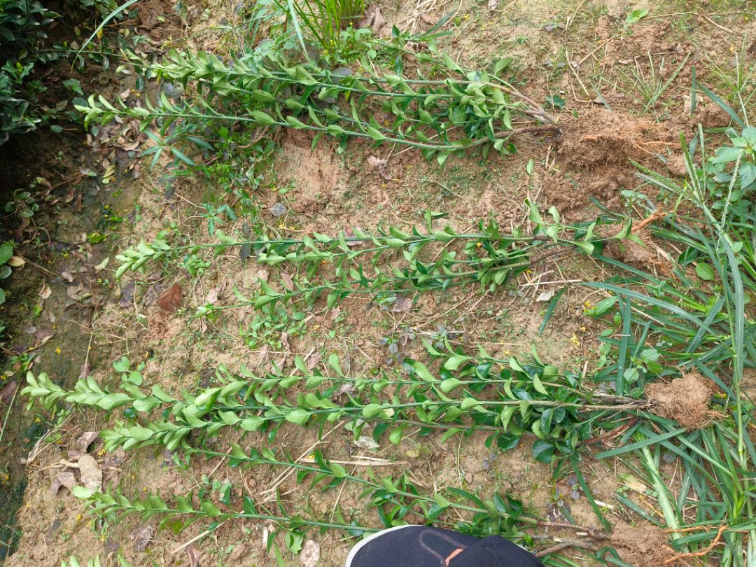 ��Ҷ����