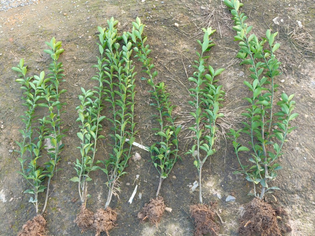 ��Ҷ����