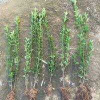 ��Ҷ����