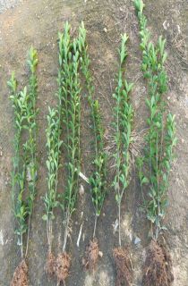 ��Ҷ����