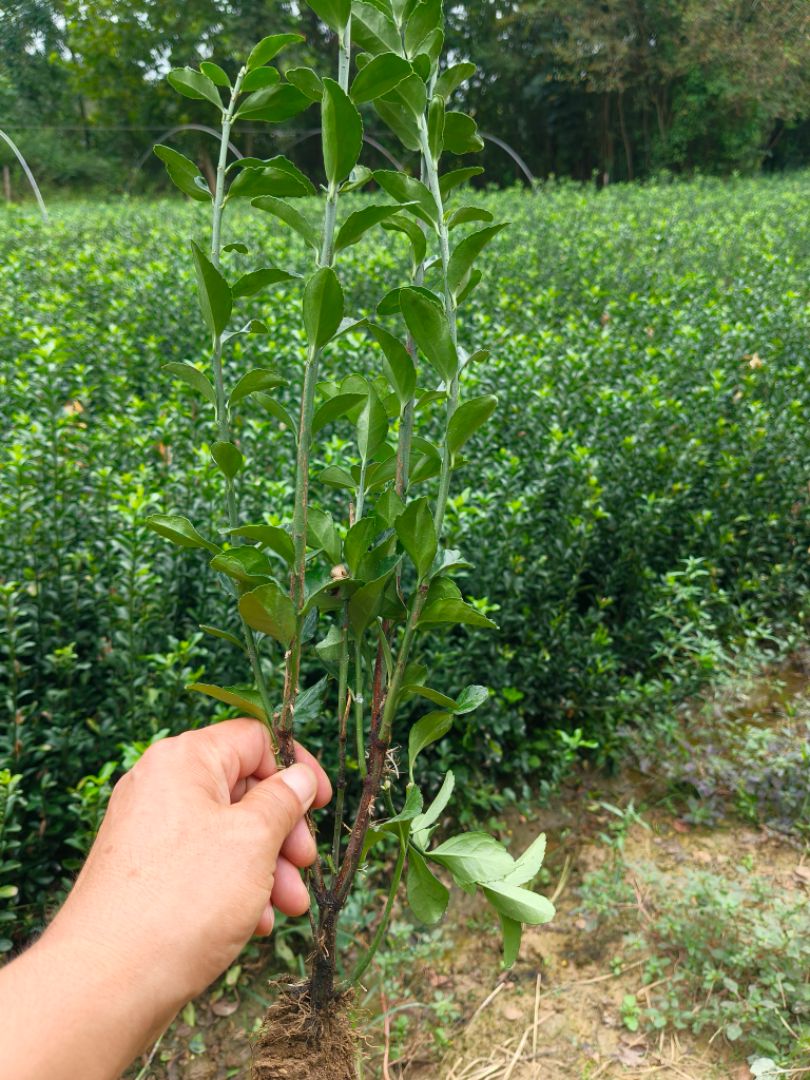 ��Ҷ����