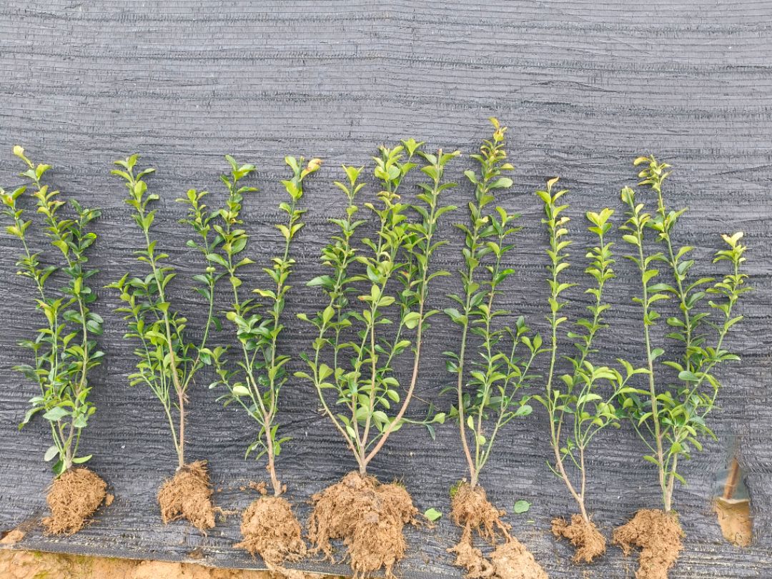 ��Ҷ����