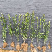 ��Ҷ����