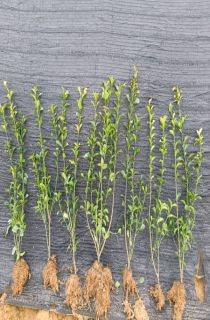 ��Ҷ����