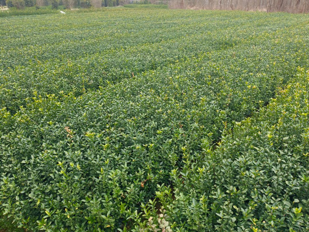 ��Ҷ����