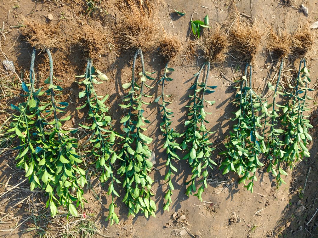 ��Ҷ����