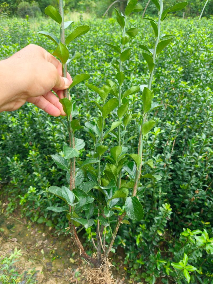 ��Ҷ����