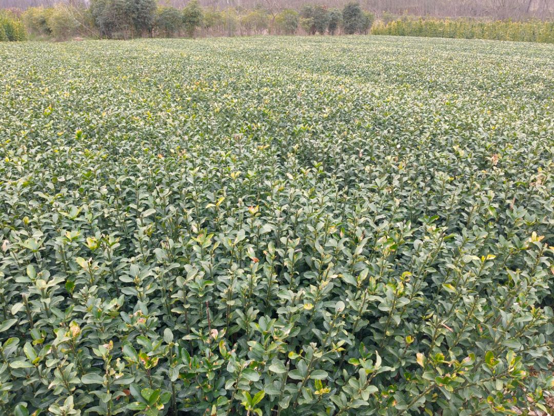 ��Ҷ����