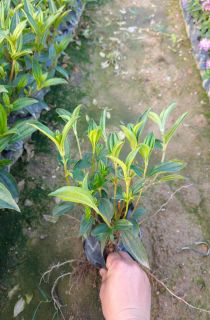 ����Ұĵ��