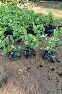 ��Ҷ������