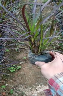 ��Ҷ��β��