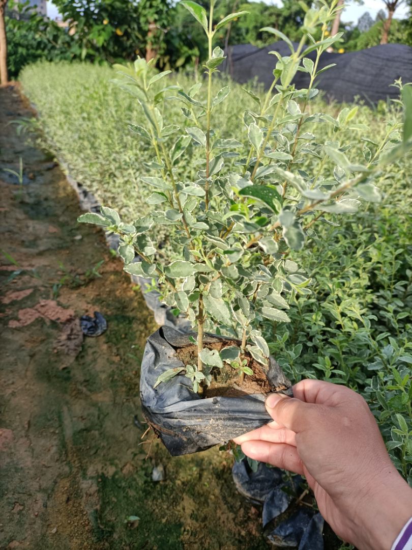 ����С��