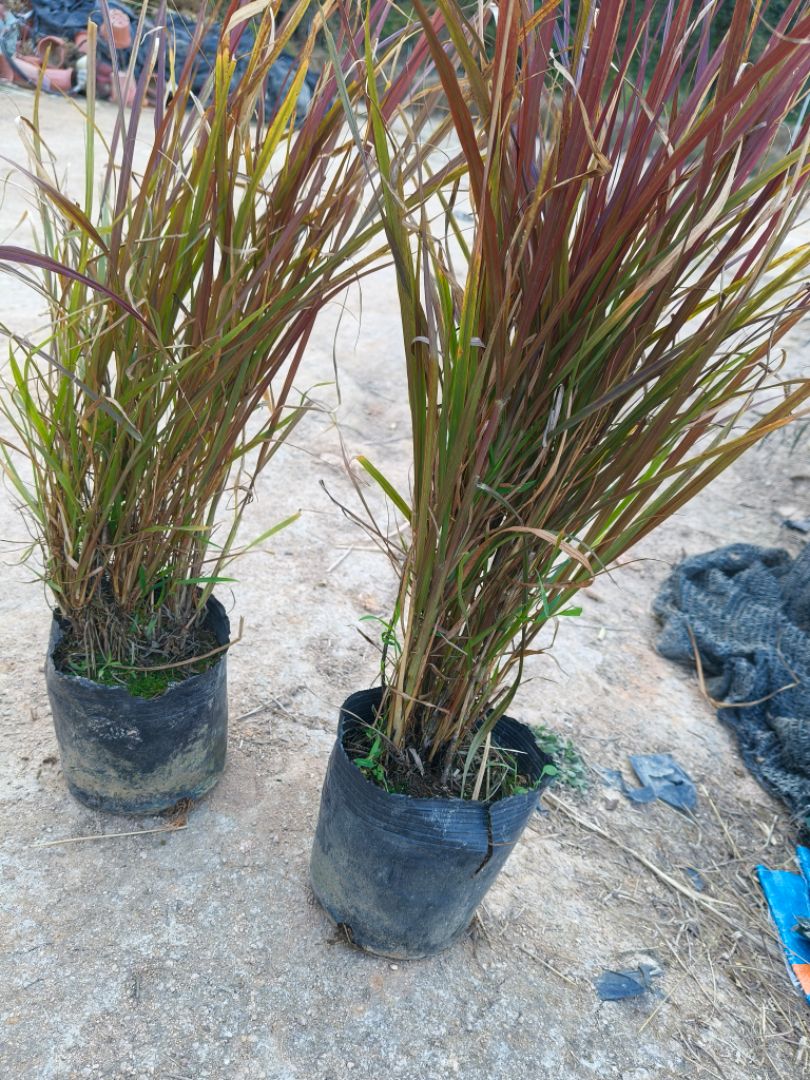 ��Ҷ��β��