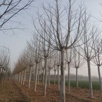 ������ͩ