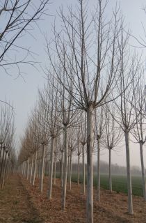 ������ͩ