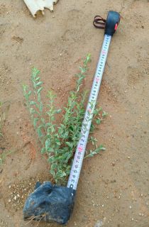 ����С��