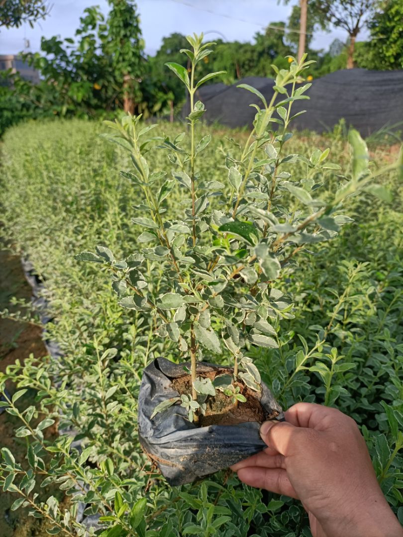 ����С��