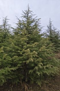 ����ѩ��