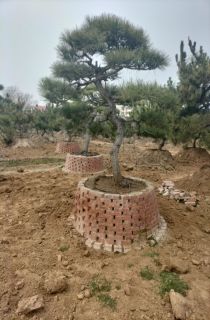 ���ͳ���