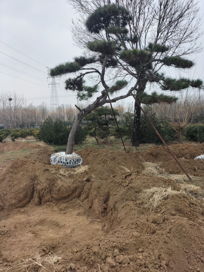 ���ͳ���