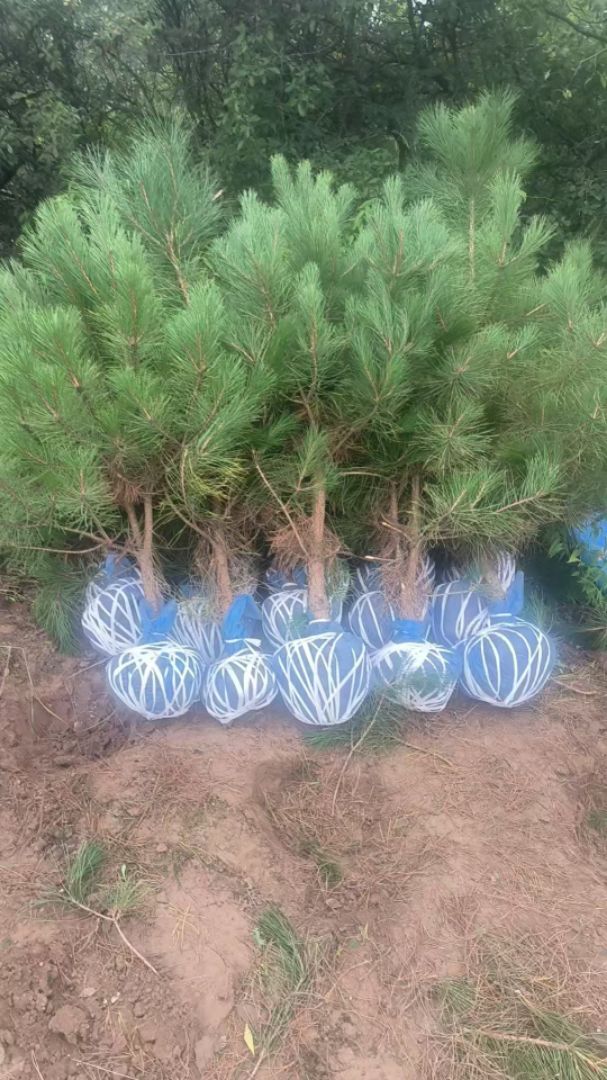 ���ͺ���