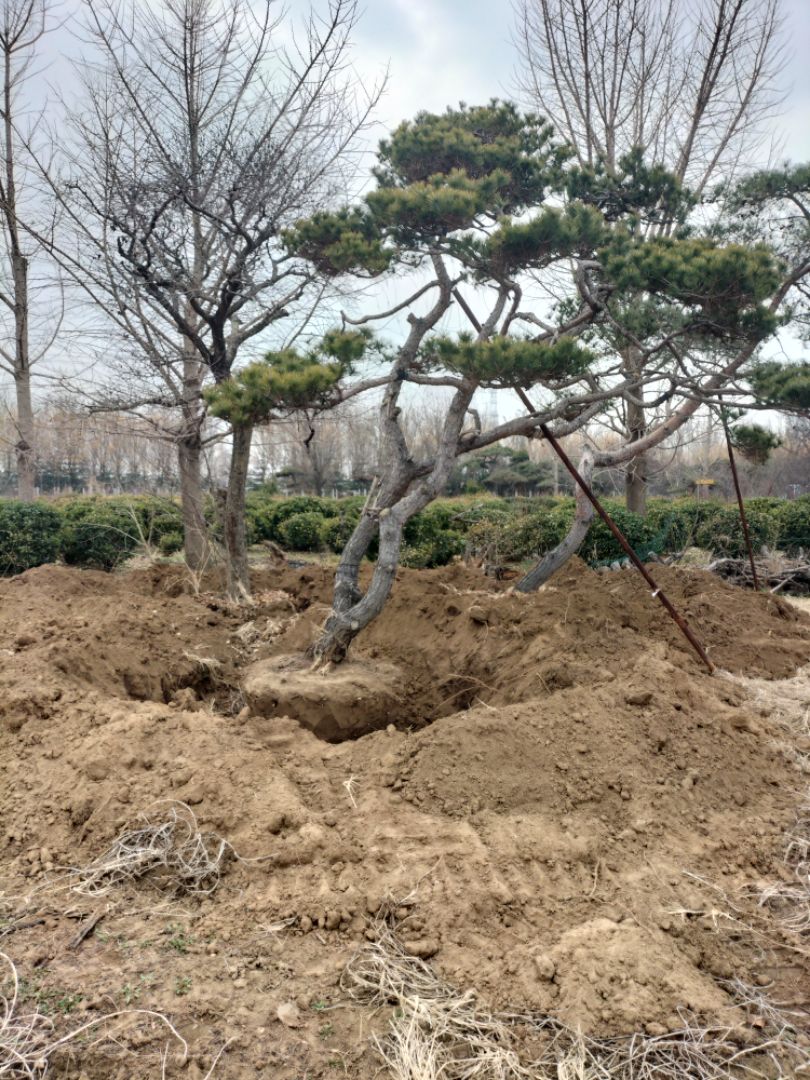 ���ͳ���