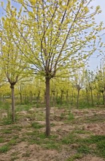 ��Ҷ��Ҷ��