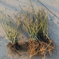 ��Ҷ��Ҷ��