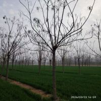 ��Ҷ����