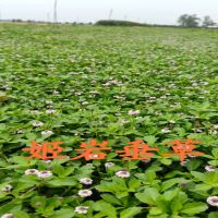 ���Ҵ���