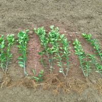 ��Ҷ����